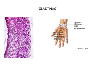 ELASTINAS - Albúminas - Globulinas - Protaminas - Histonas 