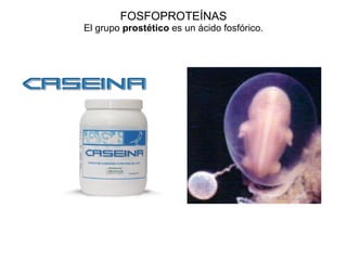 FOSFOPROTEÍNAS El grupo  prostético  es un ácido fosfórico. 