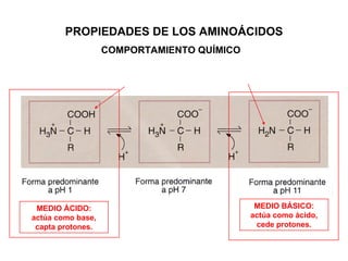 COMPORTAMIENTO QUÍMICO PROPIEDADES DE LOS AMINOÁCIDOS MEDIO ÁCIDO: actúa como base, capta protones. MEDIO BÁSICO: actúa co...