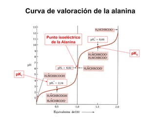 Curva de valoración de la alanina Punto isoeléctrico de la Alanina pK 1 pK 2 