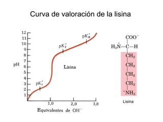 Curva de valoración de la lisina Lisina 