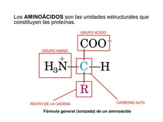 Fórmula general (ionizada) de un aminoácido Los  AMINOÁCIDOS  son las unidades estructurales que constituyen las proteínas...