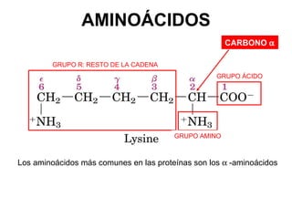 AMINOÁCIDOS Los aminoácidos más comunes en las proteínas son los   -aminoácidos CARBONO   GRUPO R: RESTO DE LA CADENA G...