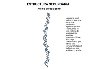 ESTRUCTURA SECUNDARIA Hélice de colágeno La cadena    del colágeno tiene una estructura secundaria repetitiva que solo se...