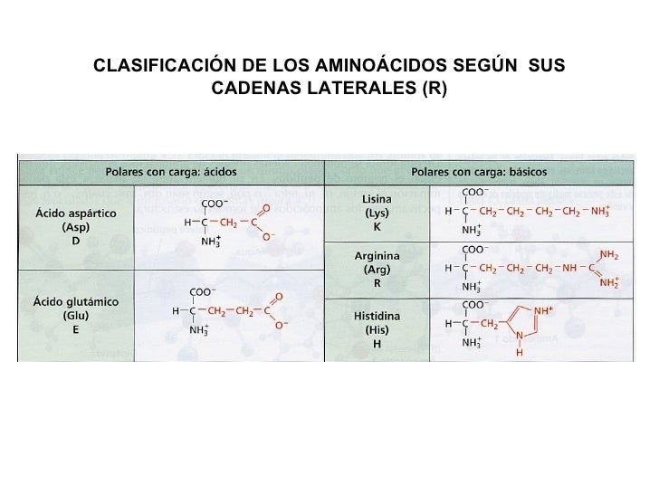 clasificacion de los aminoacidos segun sus cadenas laterales tema 4 prote 205 nas clasificacion de los aminoacidos segun sus cadenas laterales tema 4 prote 205 nas