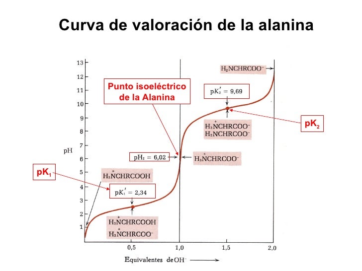 Tema 4. PROTEÍNAS