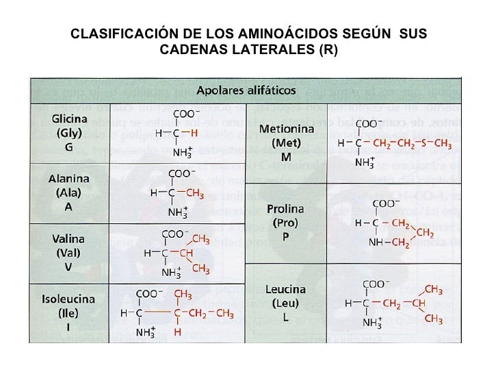 clasificacion de los aminoacidos segun sus cadenas laterales tema 4 prote 205 nas clasificacion de los aminoacidos segun sus cadenas laterales tema 4 prote 205 nas