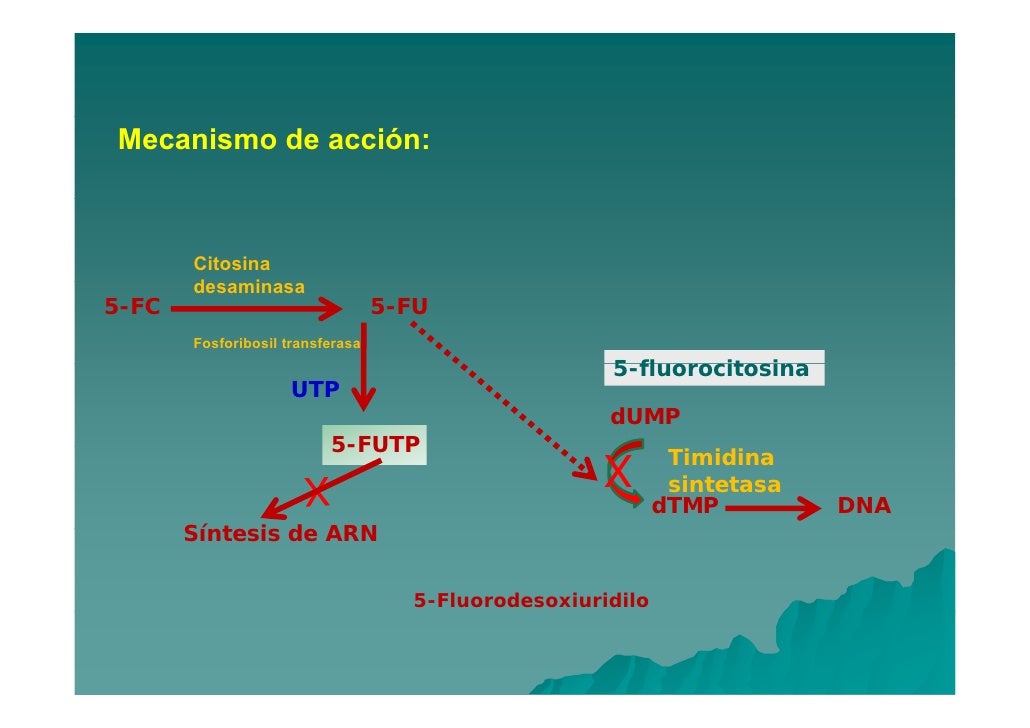 5 Fluorocitosina Mecanismo De Accion