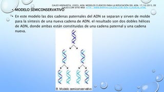 • MODELO SEMICONSERVATIVO
• En este modelo las dos cadenas paternales del ADN se separan y sirven de molde
para la síntesis de una nueva cadena de ADN. el resultado son dos dobles hélices
de ADN, donde ambas están constituidas de una cadena paternal y una cadena
nueva.
GALEO HISPAVISTA. (2005). ADN: MODELOS CLÁSICOS PARA LA REPLICACIÓN DEL ADN. 17/10/2015, DE
GALEO.COM SITIO WEB: HTTP://WWW.MAPH49.GALEON.COM/ADN/CLASSICAL.HTML
 