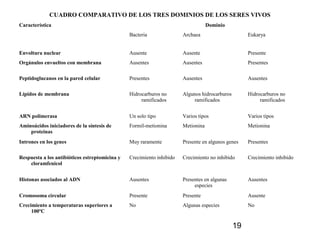 19
CUADRO COMPARATIVO DE LOS TRES DOMINIOS DE LOS SERES VIVOS
Característica Dominio
Bacteria Archaea Eukarya
Envoltura nuclear Ausente Ausente Presente
Orgánulos envueltos con membrana Ausentes Ausentes Presentes
Peptidoglucanos en la pared celular Presentes Ausentes Ausentes
Lípidos de membrana Hidrocarburos no
ramificados
Algunos hidrocarburos
ramificados
Hidrocarburos no
ramificados
ARN polimerasa Un solo tipo Varios tipos Varios tipos
Aminoácidos iniciadores de la síntesis de
proteínas
Formil-metionina Metionina Metionina
Intrones en los genes Muy raramente Presente en algunos genes Presentes
Respuesta a los antibióticos estreptomicina y
cloramfenicol
Crecimiento inhibido Crecimiento no inhibido Crecimiento inhibido
Histonas asociados al ADN Ausentes Presentes en algunas
especies
Ausentes
Cromosoma circular Presente Presente Ausente
Crecimiento a temperaturas superiores a
100ºC
No Algunas especies No
 