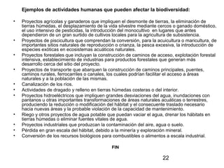 22
Ejemplos de actividades humanas que pueden afectar la biodiversidad:
• Proyectos agrícolas y ganaderos que impliquen el desmonte de tierras, la eliminación de
tierras húmedas, el desplazamiento de la vida silvestre mediante cercos o ganado doméstico,
el uso intensivo de pesticidas, la introducción del monocultivo en lugares que antes
dependieron de un gran surtido de cultivos locales para la agricultura de subsistencia.
• Proyectos de piscicultura que comprendan la conversión, para la acuicultura o maricultura, de
importantes sitios naturales de reproducción o crianza, la pesca excesiva, la introducción de
especies exóticas en ecosistemas acuáticos naturales.
• Proyectos forestales que incluyan la construcción de caminos de acceso, explotación forestal
intensiva, establecimiento de industrias para productos forestales que generan más
desarrollo cerca del sitio del proyecto.
• Proyectos de transporte que abarquen la construcción de caminos principales, puentes,
caminos rurales, ferrocarriles o canales, los cuales podrían facilitar el acceso a áreas
naturales y a la población de las mismas.
• Canalización de los ríos.
• Actividades de dragado y relleno en tierras húmedas costeras o del interior.
• Proyectos hidroeléctricos que impliquen grandes desviaciones del agua, inundaciones con
pantanos u otras importantes transformaciones de áreas naturales acuáticas o terrestres,
produciendo la reducción o modificación del hábitat y el consecuente traslado necesario
hacia nuevas áreas y la probable violación de la capacidad de mantenimiento.
• Riego y otros proyectos de agua potable que puedan vaciar el agua, drenar los hábitats en
tierras húmedas o eliminar fuentes vitales de agua.
• Proyectos industriales que produzcan la contaminación del aire, agua o suelo.
• Pérdida en gran escala del hábitat, debido a la minería y exploración mineral.
• Conversión de los recursos biológicos para combustibles o alimentos a escala industrial.
FIN
 