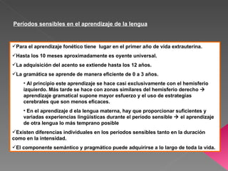 Períodos sensibles en el aprendizaje de la lengua


Para el aprendizaje fonético tiene lugar en el primer año de vida extrauterina.
Hasta los 10 meses aproximadamente es oyente universal.
La adquisición del acento se extiende hasta los 12 años.
La gramática se aprende de manera eficiente de 0 a 3 años.
    • Al principio este aprendizaje se hace casi exclusivamente con el hemisferio
    izquierdo. Más tarde se hace con zonas similares del hemisferio derecho 
    aprendizaje gramatical supone mayor esfuerzo y el uso de estrategias
    cerebrales que son menos eficaces.
    • En el aprendizaje d ela lengua materna, hay que proporcionar suficientes y
    variadas experiencias lingüísticas durante el período sensible  el aprendizaje
    de otra lengua lo más temprano posible
Existen diferencias individuales en los períodos sensibles tanto en la duración
como en la intensidad.
El componente semántico y pragmático puede adquirirse a lo largo de toda la vida.
 