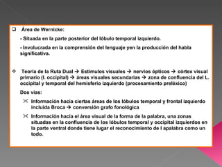    Área de Wernicke:
    - Situada en la parte posterior del lóbulo temporal izquierdo.
    - Involucrada en la comprensión del lenguaje yen la producción del habla
    significativa.


   Teoría de la Ruta Dual  Estímulos visuales  nervios ópticos  córtex visual
    primario (l. occipital)  áreas visuales secundarias  zona de confluencia del L.
    occipital y temporal del hemisferio izquierdo (procesamiento preléxico)
    Dos vías:
      Información hacia ciertas áreas de los lóbulos temporal y frontal izquierdo
       incluida Broca  conversión grafo fonológica
      Información hacia el área visual de la forma de la palabra, una zonas
       situadas en la confluencia de los lóbulos temporal y occipital izquierdos en
       la parte ventral donde tiene lugar el reconocimiento de l apalabra como un
       todo.
 