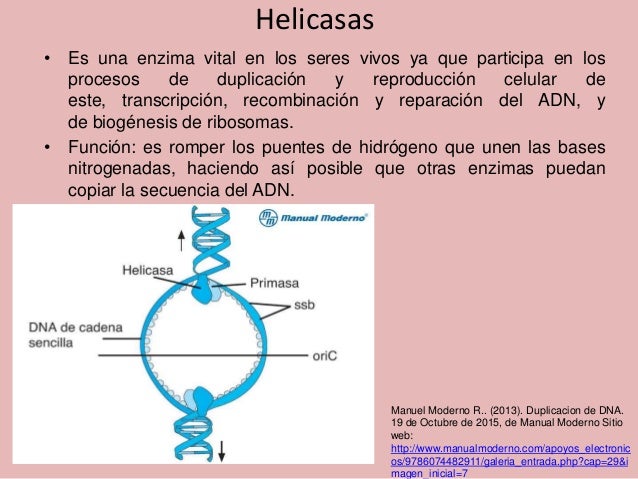 Cuál Es La Función De La Helicasa