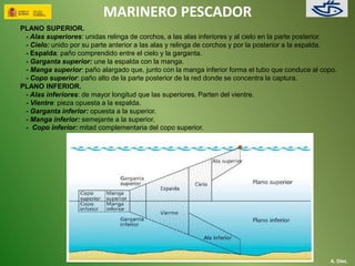 MARINERO PESCADOR 
PLANO SUPERIOR. 
- Alas superiores: unidas relinga de corchos, a las alas inferiores y al cielo en la parte posterior. 
- Cielo: unido por su parte anterior a las alas y relinga de corchos y por la posterior a la espalda. 
- Espalda: paño comprendido entre el cielo y la garganta. 
- Garganta superior: une la espalda con la manga. 
- Manga superior: paño alargado que, junto con la manga inferior forma el tubo que conduce al copo. 
- Copo superior: paño alto de la parte posterior de la red donde se concentra la captura. 
PLANO INFERIOR. 
- Alas inferiores: de mayor longitud que las superiores. Parten del vientre. 
- Vientre: pieza opuesta a la espalda. 
- Garganta inferior: opuesta a la superior. 
- Manga inferior: semejante a la superior. 
- Copo inferior: mitad complementaria del copo superior. 
A. Díez. 
 
