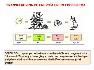 TRANSFERENCIA DE ENERGÍA EN UN ECOSISTEMA 