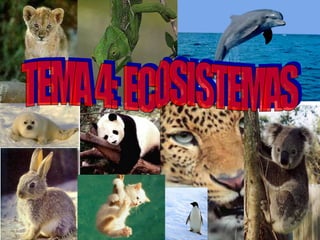 TEMA 4: ECOSISTEMAS 