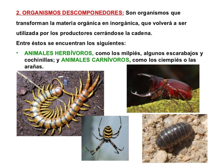 Tema 4 2º eso