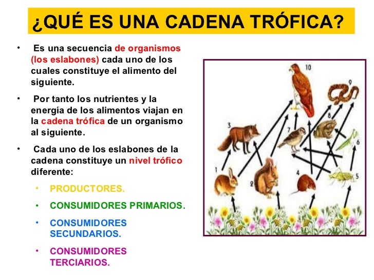 cadenas troficas que significa tema 4 2 186 eso cadenas troficas que significa tema 4 2 186 eso