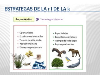 ESTRATEGAS DE LA r I DE LA k
 