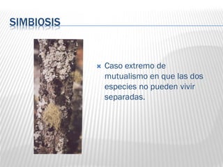 SIMBIOSIS
 Caso extremo de
mutualismo en que las dos
especies no pueden vivir
separadas.
 