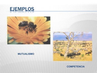 EJEMPLOS
MUTUALISMO
COMPETENCIA
 