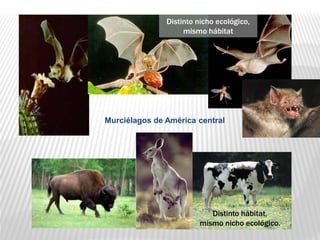 U
Distinto nicho ecológico,
mismo hábitat
Distinto hábitat,
mismo nicho ecológico.
Murciélagos de América central
 