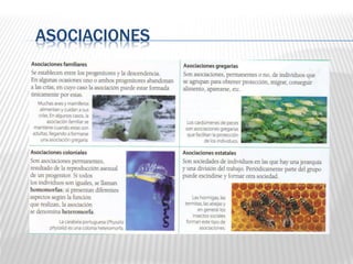 ASOCIACIONES
 