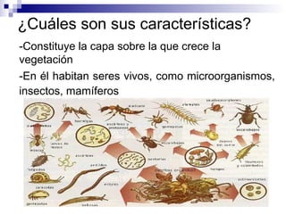 ¿Cuáles son sus características?
-Constituye la capa sobre la que crece la
vegetación
-En él habitan seres vivos, como microorganismos,
insectos, mamíferos
 