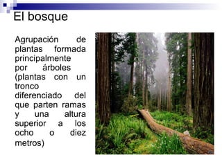 El bosque
Agrupación de
plantas formada
principalmente
por árboles
(plantas con un
tronco
diferenciado del
que parten rama...