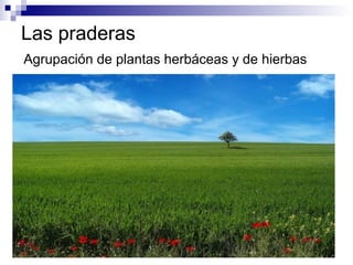 Las praderas
Agrupación de plantas herbáceas y de hierbas
 