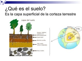¿Qué es el suelo?
Es la capa superficial de la corteza terrestre
 