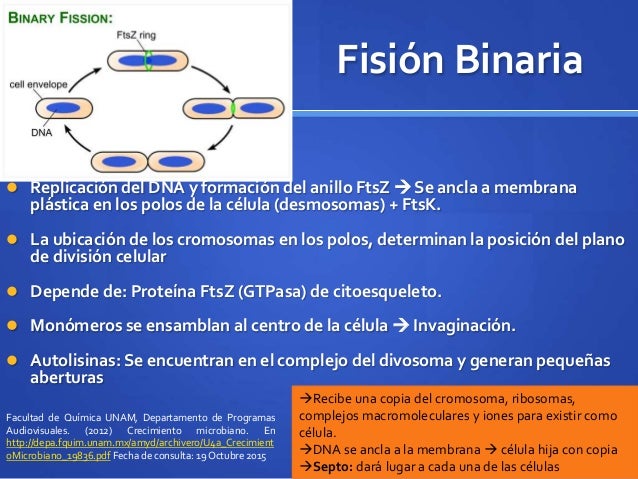 Es la opción binaria