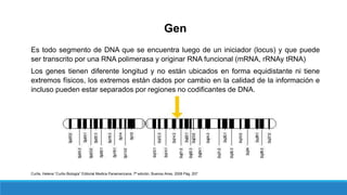 Gen
Es todo segmento de DNA que se encuentra luego de un iniciador (locus) y que puede
ser transcrito por una RNA polimerasa y originar RNA funcional (mRNA, rRNAy tRNA)
Los genes tienen diferente longitud y no están ubicados en forma equidistante ni tiene
extremos físicos, los extremos están dados por cambio en la calidad de la información e
incluso pueden estar separados por regiones no codificantes de DNA.
Curtis, Helena “Curtis Biología” Editorial Medica Panamericana, 7ª edición, Buenos Aires, 2008 Pág. 207
 