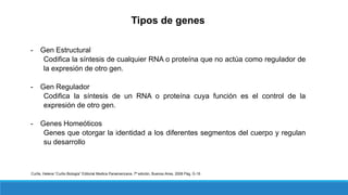 Tipos de genes
- Gen Estructural
Codifica la síntesis de cualquier RNA o proteína que no actúa como regulador de
la expresión de otro gen.
- Gen Regulador
Codifica la síntesis de un RNA o proteína cuya función es el control de la
expresión de otro gen.
- Genes Homeóticos
Genes que otorgar la identidad a los diferentes segmentos del cuerpo y regulan
su desarrollo
Curtis, Helena “Curtis Biología” Editorial Medica Panamericana, 7ª edición, Buenos Aires, 2008 Pág. G-16
 