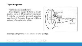 Tipos de genes
‒ Genes Supresores de tumores
Grupo de genes capaces de frenar la división
celular a través de diferentes intervenciones en
la mitosis, por ejemplo, generando proteínas
que alteran la formación de su uso mitótico y
evitando así la proliferación celular.
La composición genética de una persona se llama genotipo.
Curtis, Helena “Curtis Biología” Editorial Medica Panamericana, 7ª edición, Buenos Aires, 2008 Pág. G-16
 