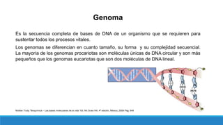 Genoma
Es la secuencia completa de bases de DNA de un organismo que se requieren para
sustentar todos los procesos vitales.
Los genomas se diferencian en cuanto tamaño, su forma y su complejidad secuencial.
La mayoría de los genomas procariotas son moléculas únicas de DNA circular y son más
pequeños que los genomas eucariotas que son dos moléculas de DNA lineal.
McKee Trudy “Bioquímica – Las bases moleculares de la vida” Ed. Mc Graw Hill, 4ª edición, México, 2009 Pág. 649
 