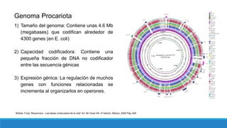 Genoma Procariota
1) Tamaño del genoma: Contiene unas 4.6 Mb
(megabases) que codifican alrededor de
4300 genes (en E. coli)
2) Capacidad codificadora: Contiene una
pequeña fracción de DNA no codificador
entre las secuencia génicas
3) Expresión génica: La regulación de muchos
genes con funciones relacionadas se
incrementa al organizarlos en operones.
McKee Trudy “Bioquímica – Las bases moleculares de la vida” Ed. Mc Graw Hill, 4ª edición, México, 2009 Pág. 649
 