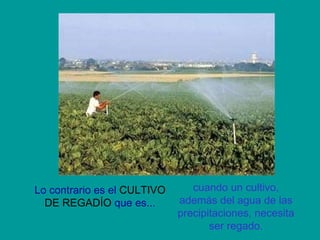 Lo contrario es el  CULTIVO DE REGADÍO  que es... cuando un cultivo, además del agua de las precipitaciones, necesita ser ...