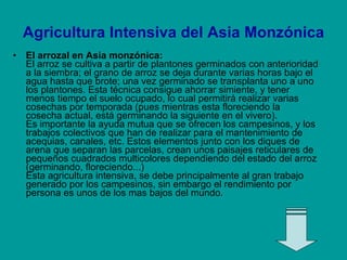 <ul><li>El arrozal en Asia monzónica: El arroz se cultiva a partir de plantones germinados con anterioridad a la siembra; ...
