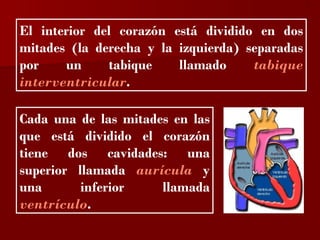 ?


El interior del corazón está dividido en dos
mitades (la derecha y la izquierda) separadas
por    un     tabique    llamado     tabique
interventricular.

Cada una de las mitades en las
que está dividido el corazón
tiene dos cavidades: una
superior llamada aurícula y
una       inferior    llamada
ventrículo.
 