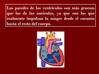 ?

Las paredes de los ventrículos son más gruesas
que las de las aurículas, ya que son los que
realmente impulsan la sangre desde el corazón
hasta el resto del cuerpo.
 