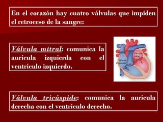 ?

En el corazón hay cuatro válvulas que impiden
el retroceso de la sangre:


Válvula mitral: comunica la
aurícula izquierda con el
ventrículo izquierdo.



Válvula tricúspide: comunica la aurícula
derecha con el ventrículo derecho.
 