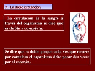 ?

7.- La doble circulación

  La circulación de la sangre a
través del organismo se dice que
es doble y completa.




Se dice que es doble porque cada vez que recorre
por completo el organismo debe pasar dos veces
por el corazón.
 