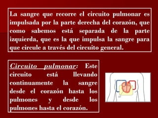 ?

La sangre que recorre el circuito pulmonar es
impulsada por la parte derecha del corazón, que
como sabemos está separada de la parte
izquierda, que es la que impulsa la sangre para
que circule a través del circuito general.

Circuito pulmonar: Este
circuito   está      llevando
continuamente la sangre
desde el corazón hasta los
pulmones    y     desde    los
pulmones hasta el corazón.
 