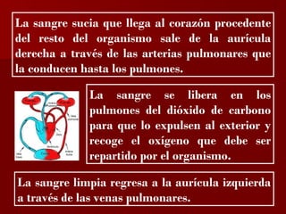 ?

La sangre sucia que llega al corazón procedente
del resto del organismo sale de la aurícula
derecha a través de las arterias pulmonares que
la conducen hasta los pulmones.

             La sangre se libera en los
             pulmones del dióxido de carbono
             para que lo expulsen al exterior y
             recoge el oxígeno que debe ser
             repartido por el organismo.

La sangre limpia regresa a la aurícula izquierda
a través de las venas pulmonares.
 