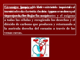 ?

La sangre general: del circuito conecta a
Circuito limpia sale Esteventrículo izquierdo el
través con
corazónde la elarteria de los órganos a los que
                 resto aorta para recorrer el
organismo, llevando la nutrientes y el oxígeno
tiene que hacer llegarlos sangre.
a todas las células y recogiendo los desechos y el
dióxido de carbono que producen y retornando a
la aurícula derecha del corazón a través de las
venas cavas.
 