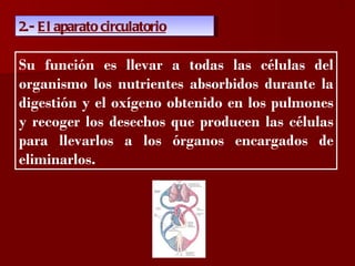 ?

2.- E l aparato circulatorio

Su función es llevar a todas las células del
organismo los nutrientes absorbidos durante la
digestión y el oxígeno obtenido en los pulmones
y recoger los desechos que producen las células
para llevarlos a los órganos encargados de
eliminarlos.
 