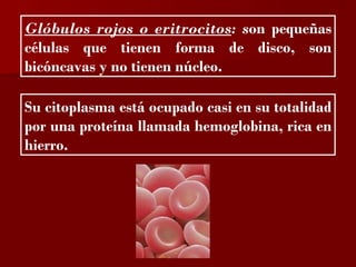 ?

Glóbulos rojos o eritrocitos: son pequeñas
células que tienen forma de disco, son
bicóncavas y no tienen núcleo.

Su citoplasma está ocupado casi en su totalidad
por una proteína llamada hemoglobina, rica en
hierro.
 