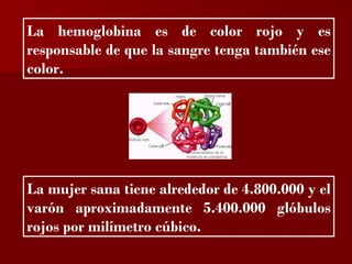 ?

La hemoglobina es de color rojo y es
responsable de que la sangre tenga también ese
color.




La mujer sana tiene alrededor de 4.800.000 y el
varón aproximadamente 5.400.000 glóbulos
rojos por milímetro cúbico.
 
